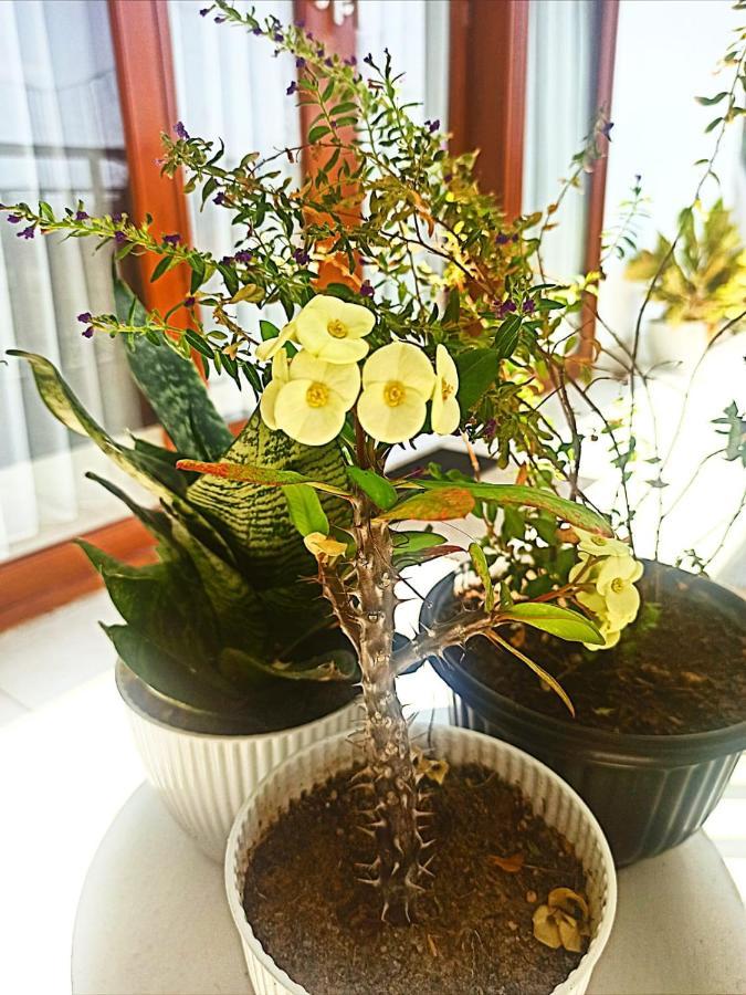 Loka Anyar Guest House Kerobokan Esterno foto